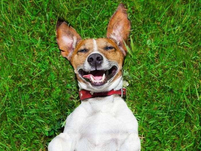 Curiosidades divertidas sobre perros para niños de segundo grado