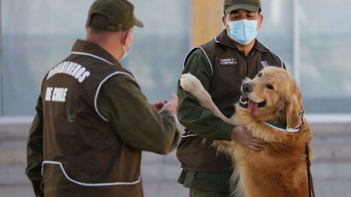 Curiosidades del ‘Encantador de Perros’ y su método de entrenamiento
