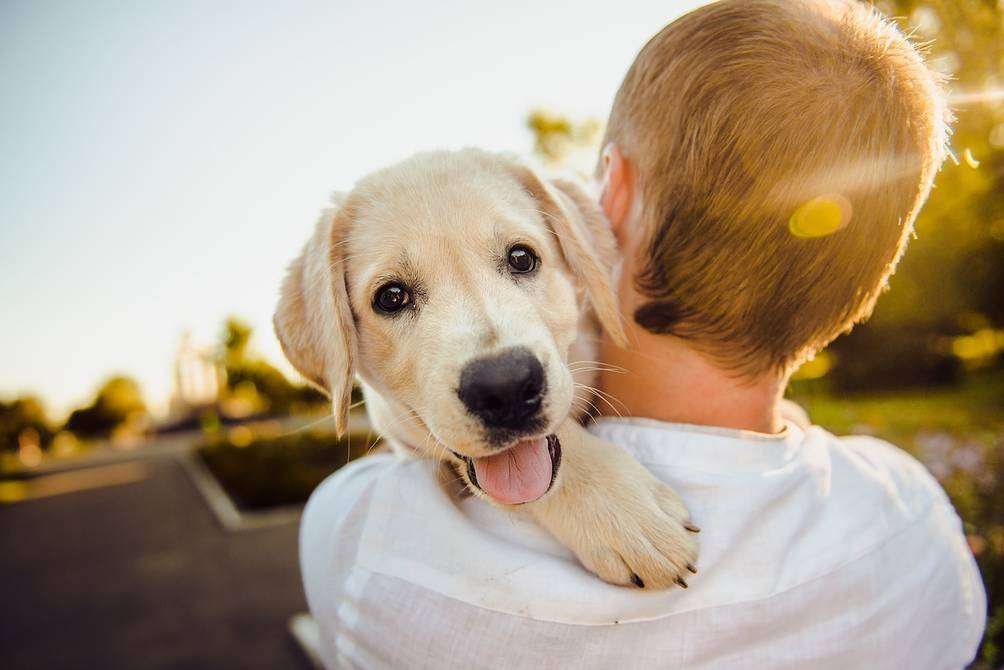 El impresionante poder del mejor amigo del hombre: el perro