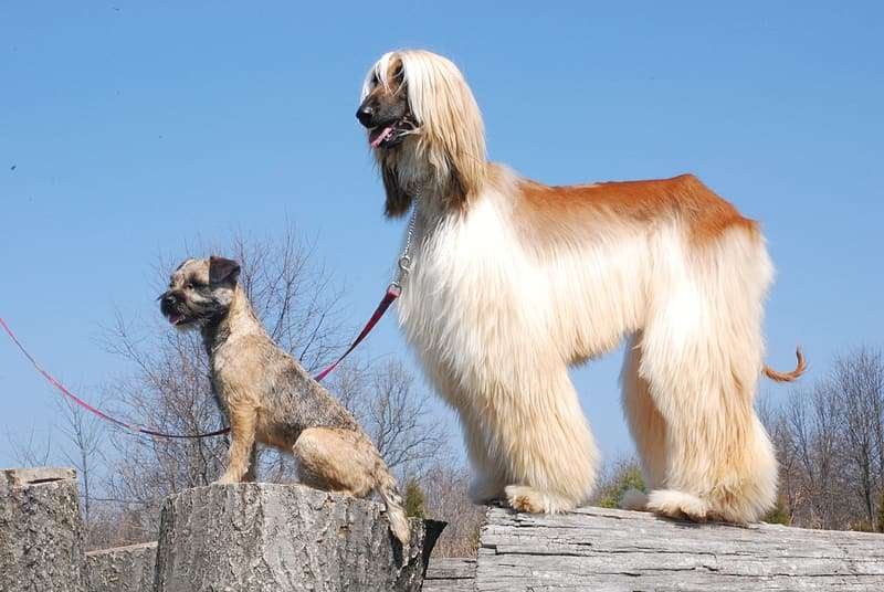 Secretos sorprendentes de los perros que no sabías