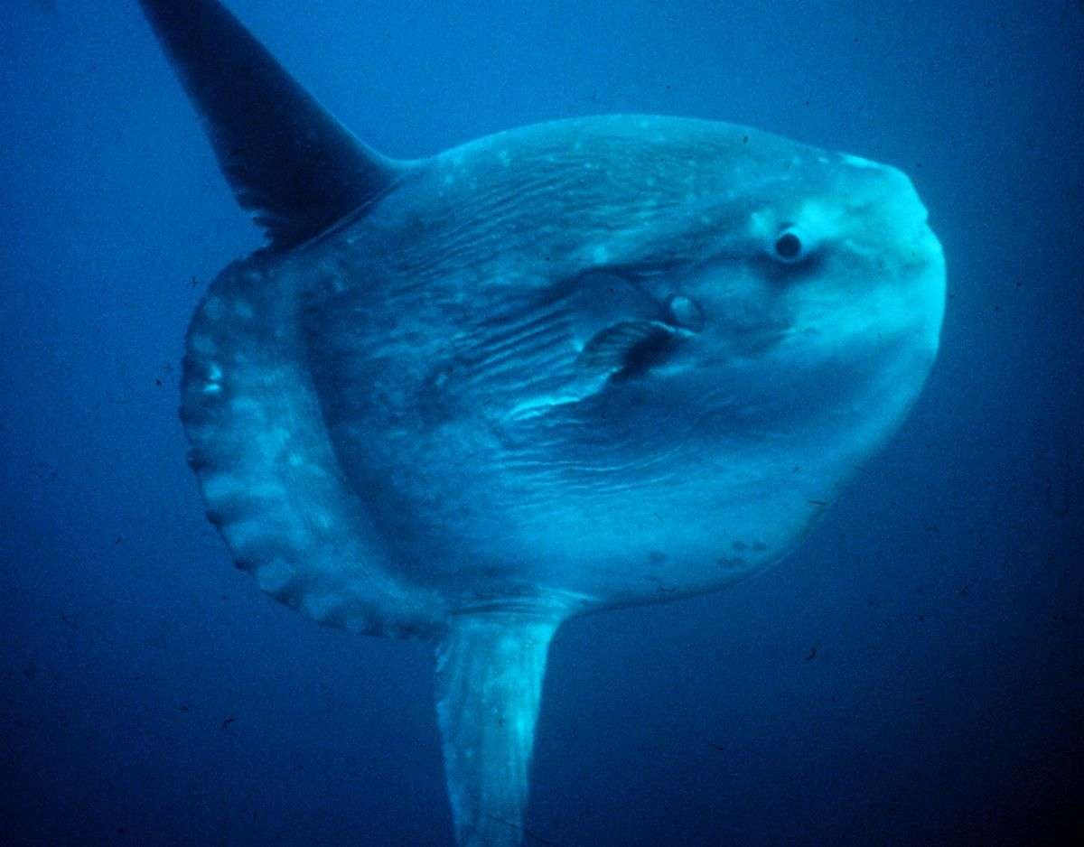 Curiosidades del pez luna: el gigante de los océanos