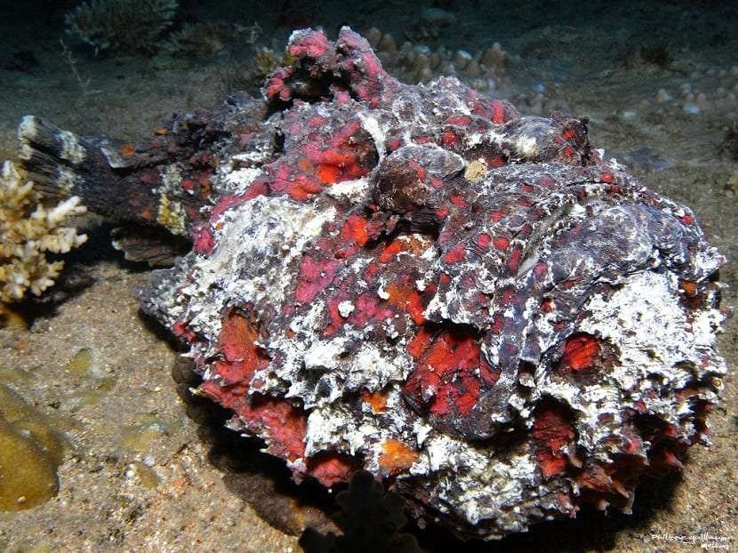 Curiosidades del pez piedra: depredador mortal camuflado