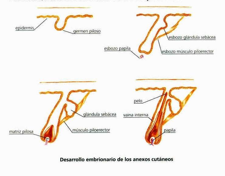 10 curiosidades sorprendentes sobre la piel y sus anexos cutáneos