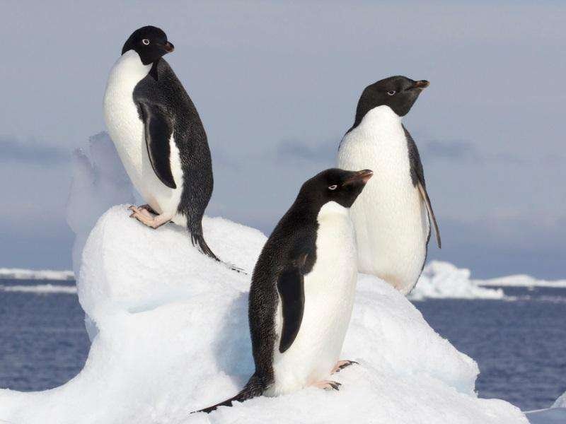 Curiosidades de pingüinos: Descubre sus fascinantes características