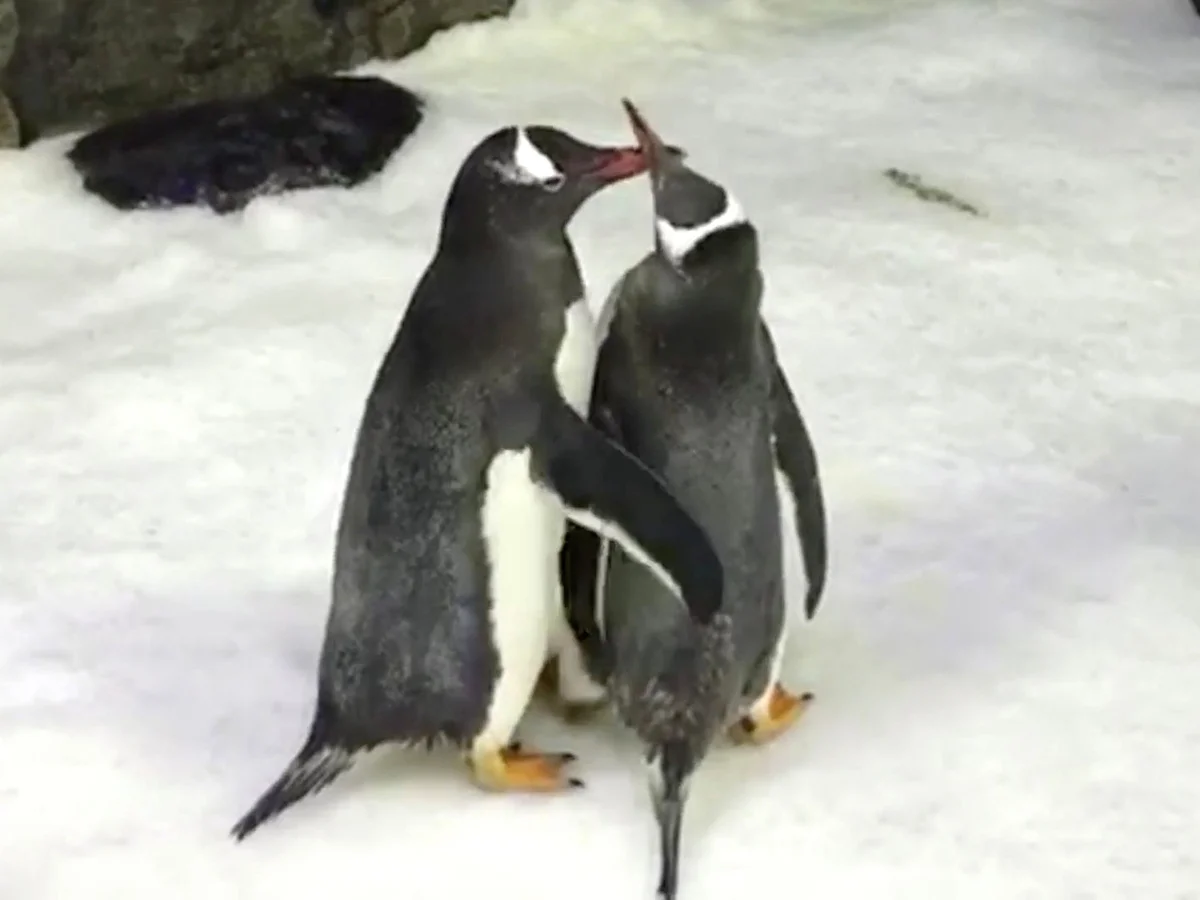 Curiosidades de los pingüinos: reconocen a su padre