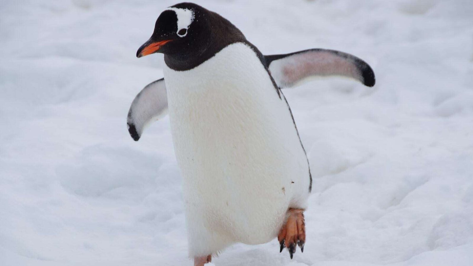 Curiosidades sorprendentes de los pingüinos para niños