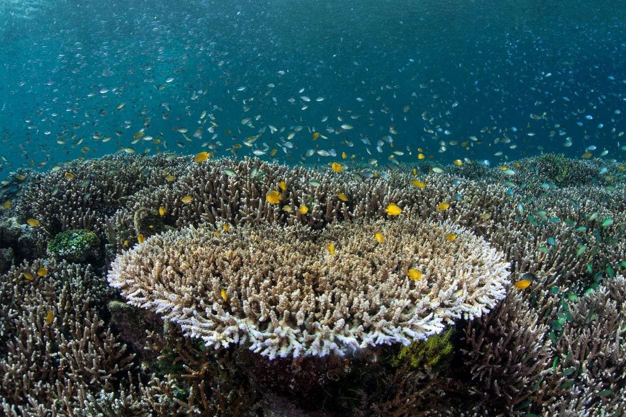 Curiosidades del plancton: el pequeño gran mundo del océano