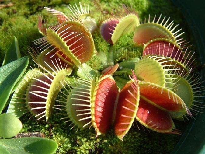 Curiosidades de las plantas carnívoras: ¡devoradoras de insectos!