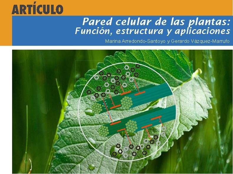 Importancia de la pared celular vegetal en la vida de las plantas