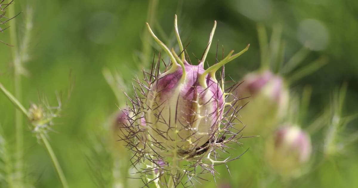 Curiosidades interesantes de las plantas: explorando la naturaleza