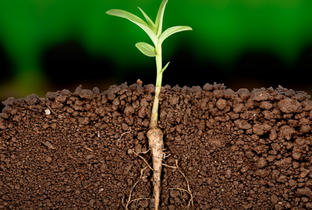 Secretos bajo tierra: curiosidades de las raíces de las plantas
