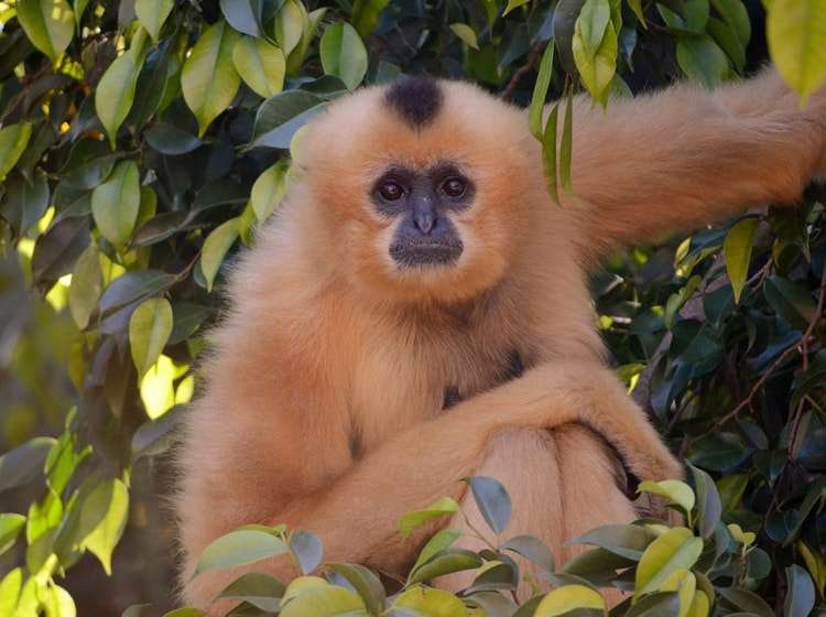 Curiosidades del gibón de mejillas doradas, un primate excepcional