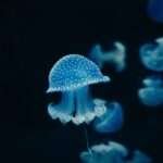 curiosidades de las profundidades del mar