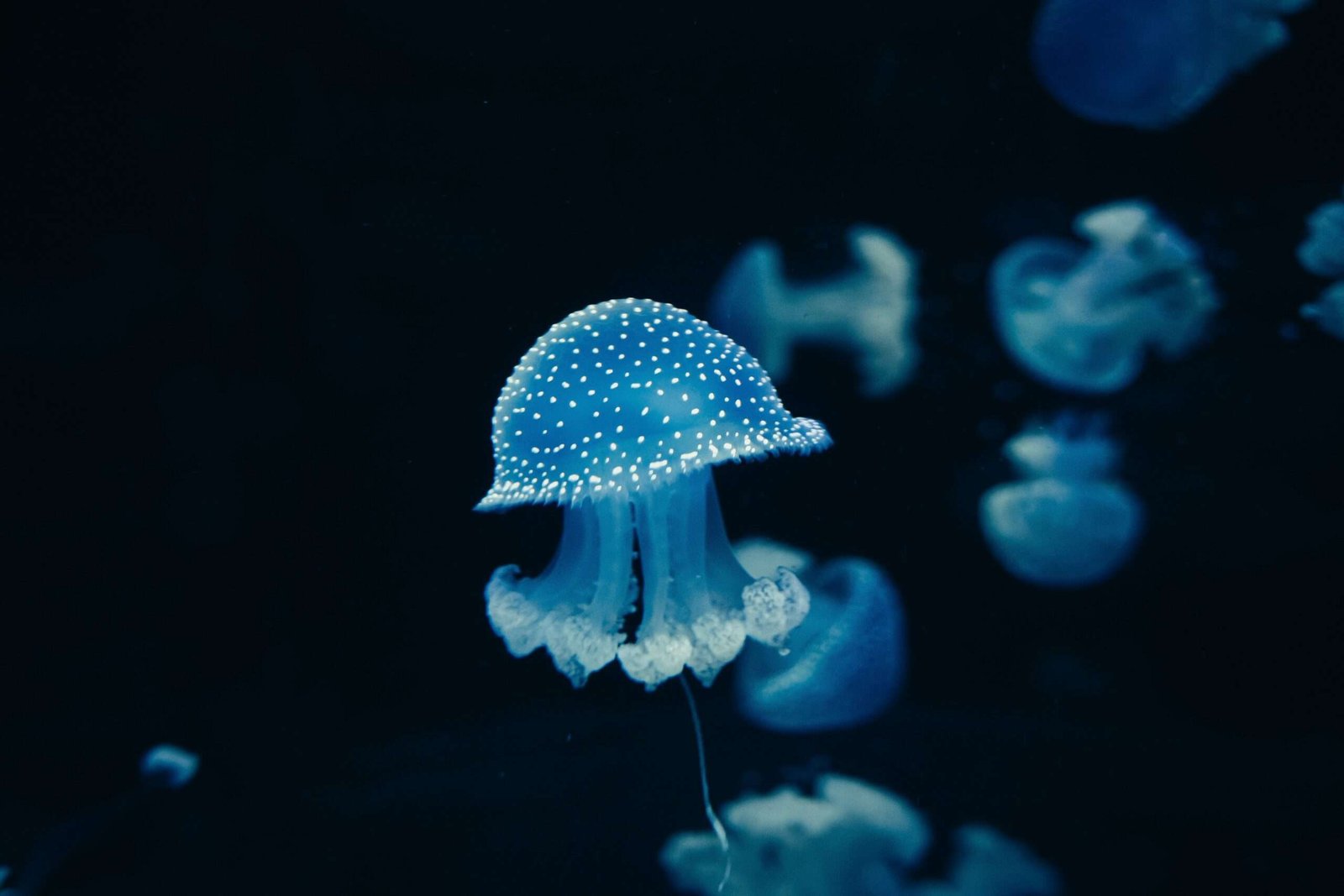 Curiosidades del mar: criaturas extrañas y secretos ocultos