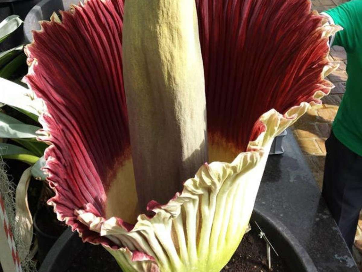 La planta prohibida de Bélgica: curiosidades y misterios