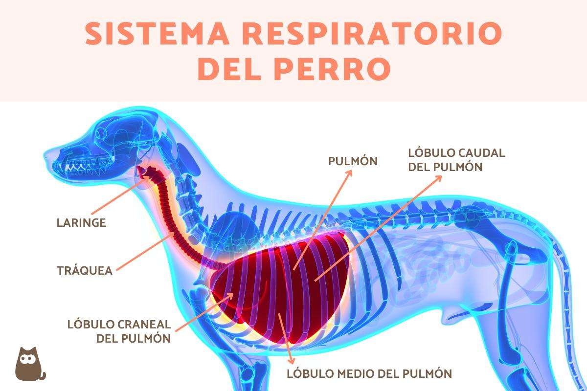 Curiosidades del sistema respiratorio de los animales