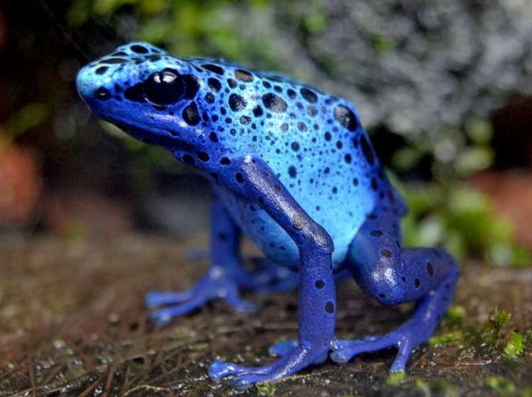 Descubre las fascinantes curiosidades de la rana punta de flecha azul