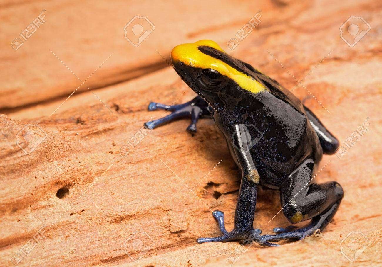 Curiosidades de la rana venenosa de tinte