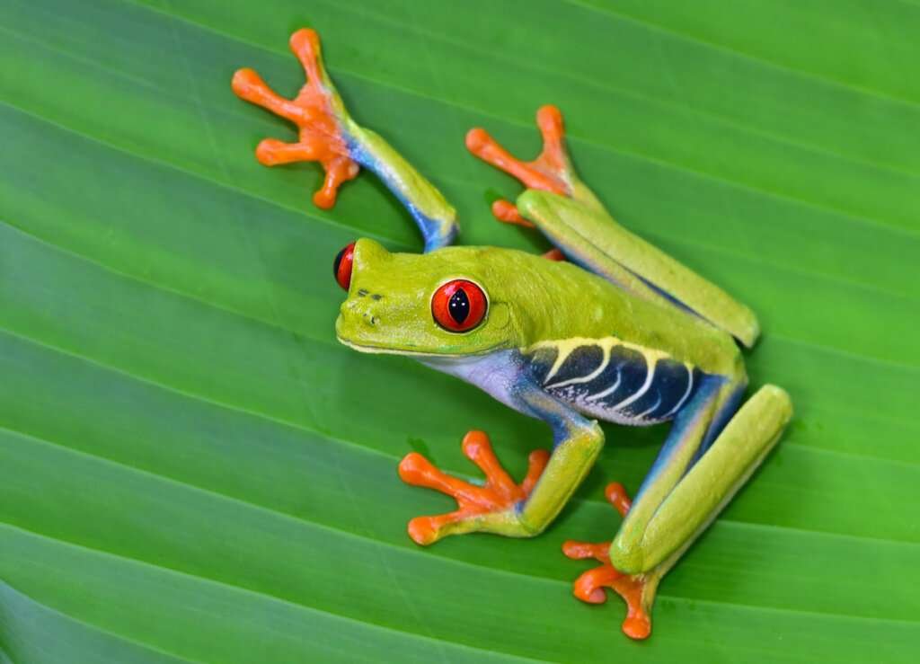 Descubre las fascinantes curiosidades de la rana verde de ojos rojos