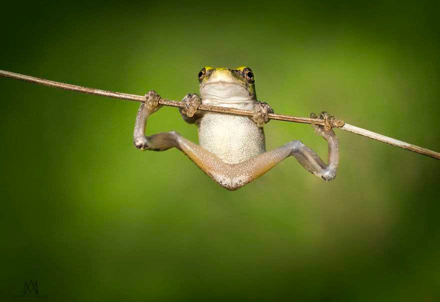 Curiosidades de las ranas para niños: ¡diversión y aprendizaje!