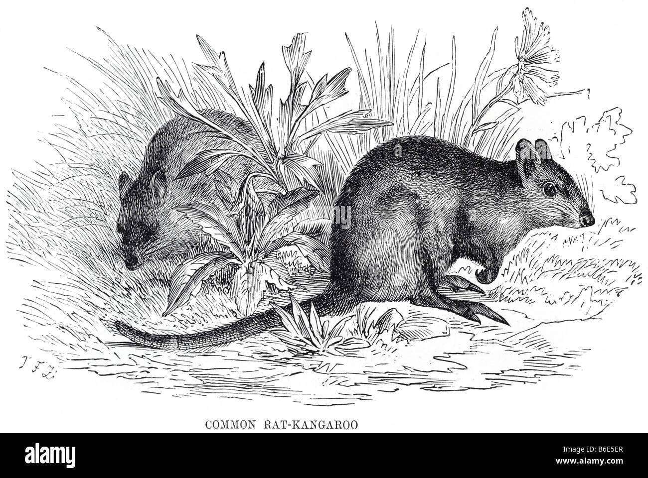 Curiosidades anatómicas de las ratas canguro