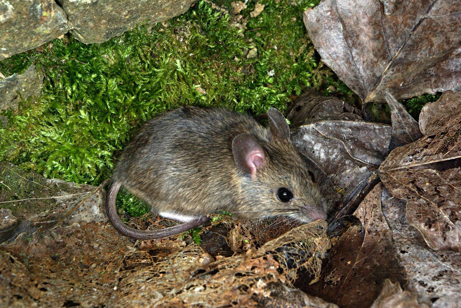 Curiosidades del ratón de campo