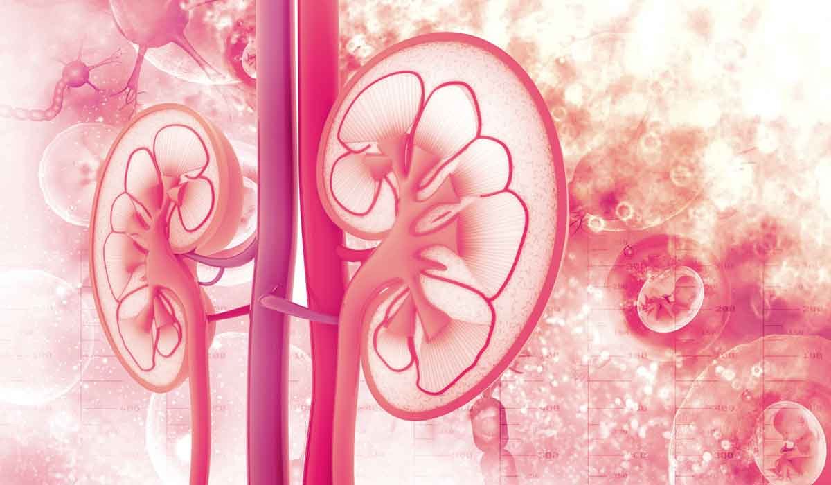 5 curiosidades fascinantes sobre los riñones que no conocías