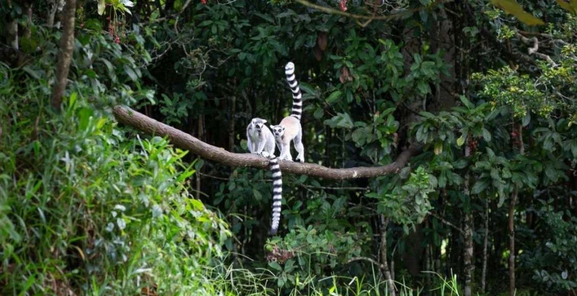 Curiosidades de la selva: naturaleza, cultura y tradiciones
