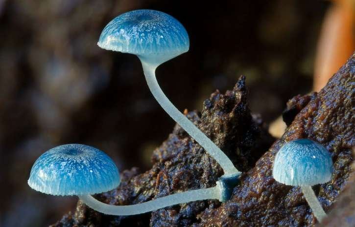 Descubre diez curiosidades fascinantes sobre las setas en el diario