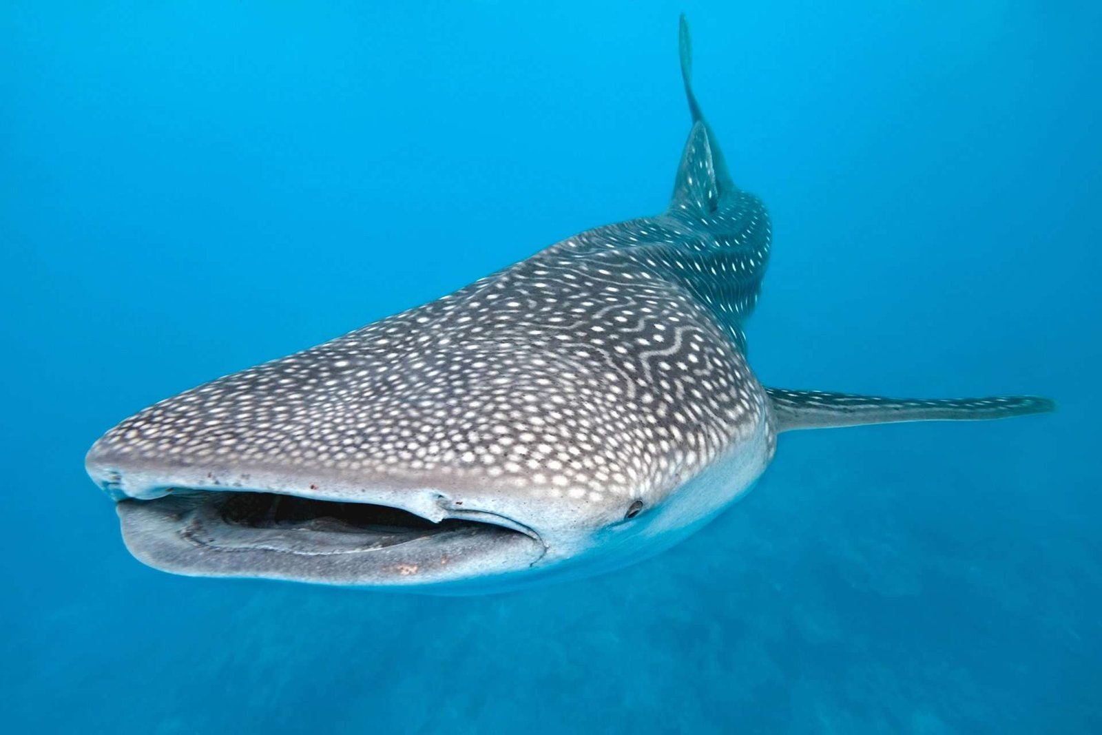 Curiosidades del tiburón ballena, el gigante de los mares
