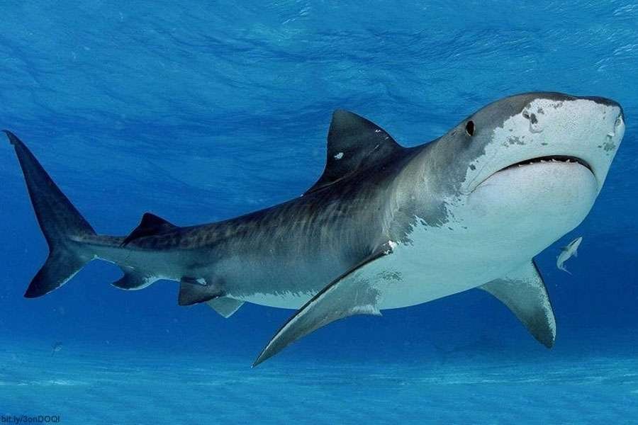 Descubre las fascinantes curiosidades acerca de los tiburones