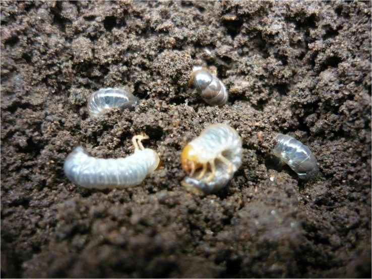 Curiosidades del gusano de tierra: un mundo subterráneo por explorar