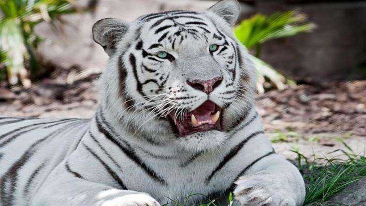Curiosidades y costumbres del tigre blanco