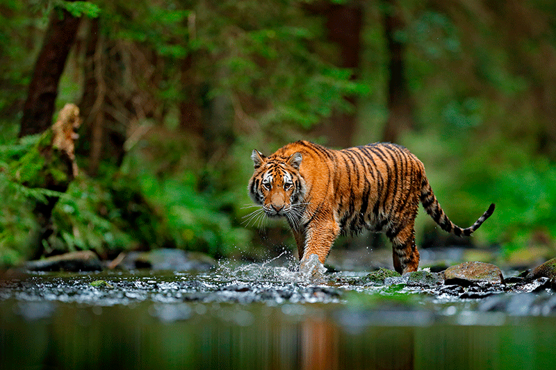 Interesting facts about tigers – Translation to Spanish