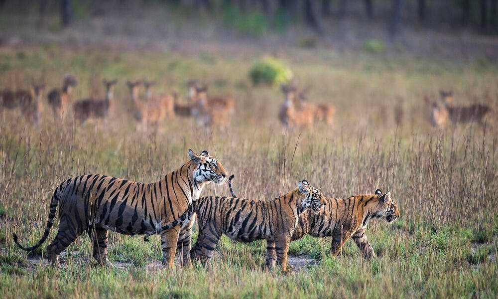 Costumbres y curiosidades del tigre: todo lo que debes saber