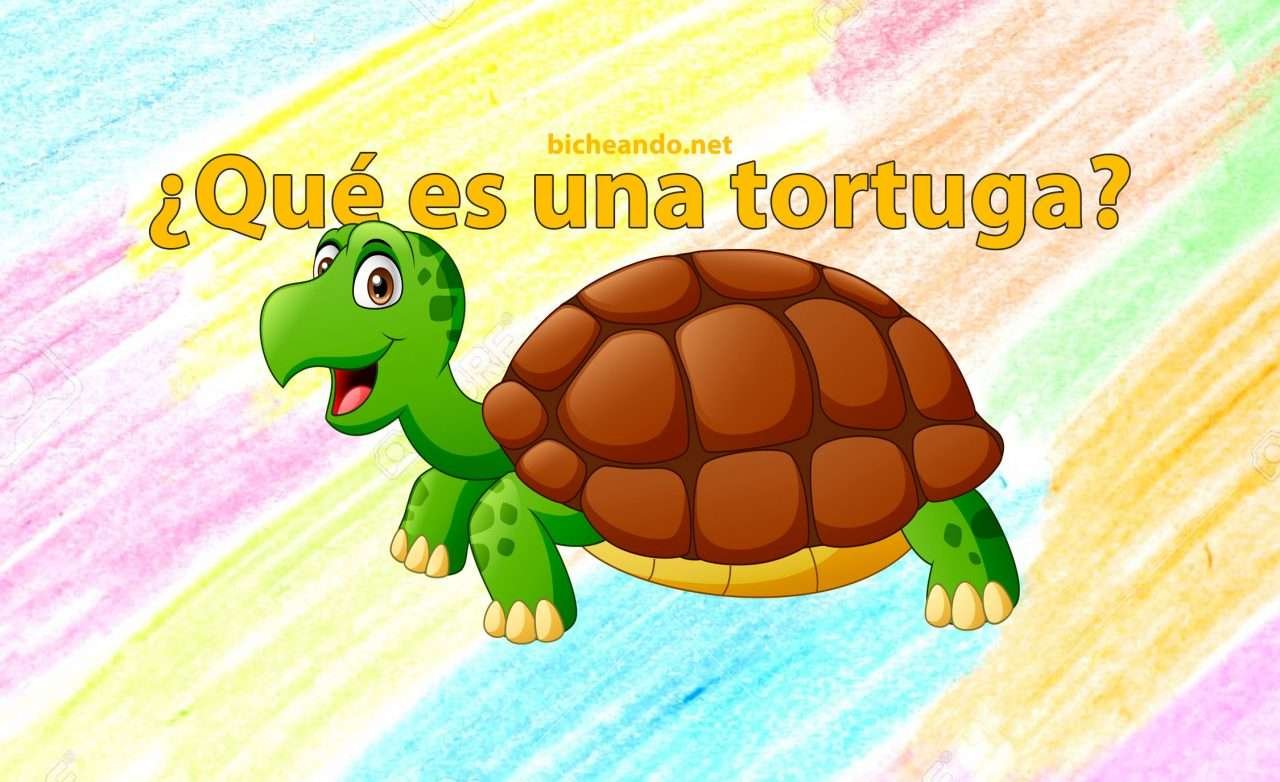 Curiosidades interesantes sobre tortugas para niños