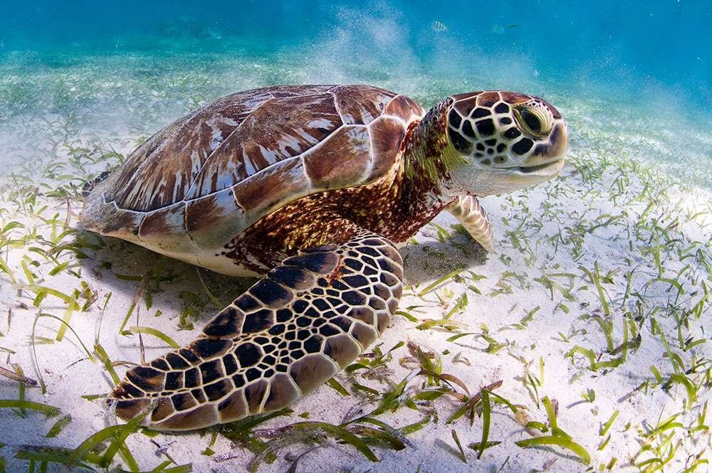 Divertidas actividades de tortugas marinas para aprender