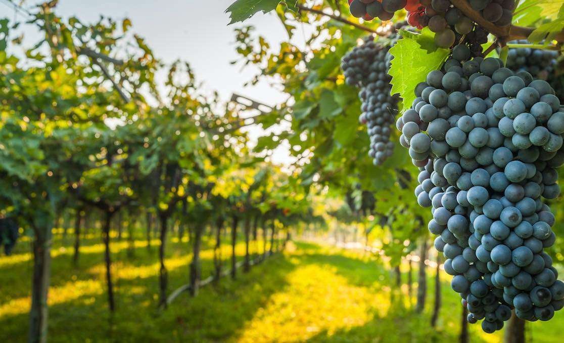 Curiosidades del vino de la DO Campo de Borja