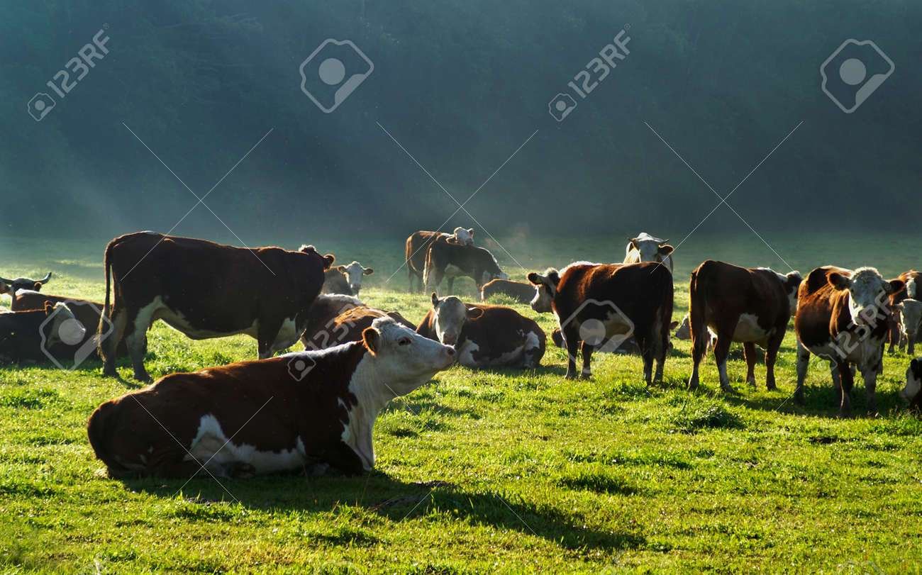 Curiosidades de las vacas: alimentación y comportamiento social