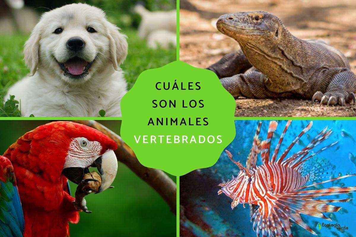 Curiosidades fascinantes sobre vertebrados: ¡Sorpréndete!
