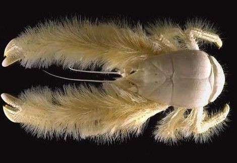 Curiosidades del cangrejo yeti, la criatura más extraña del océano