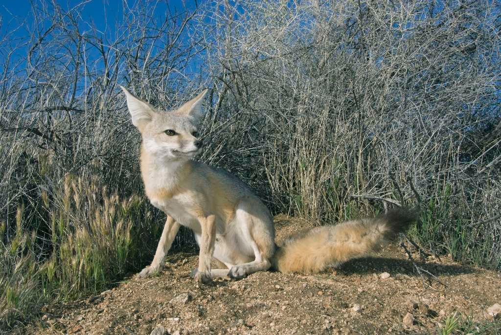 Curiosidades del zorro del desierto: animal sorprendente y misterioso