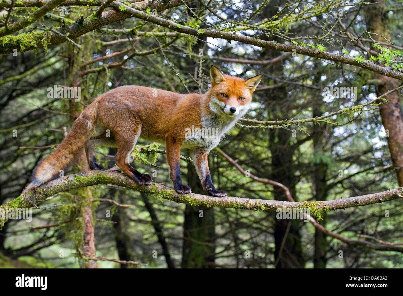 El zorro rojo de Irlanda: hábitat y curiosidades sorprendentes